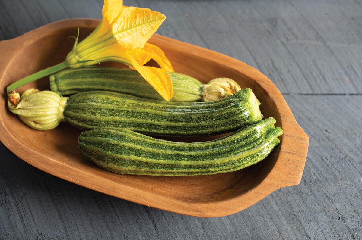 Pantheon – Film-Coated Zucchini Squash Seed